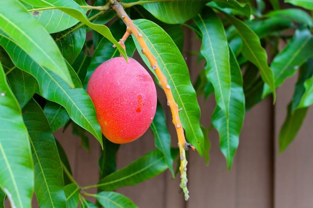 Выращивание манго из косточки в квартире, как оно растет?
