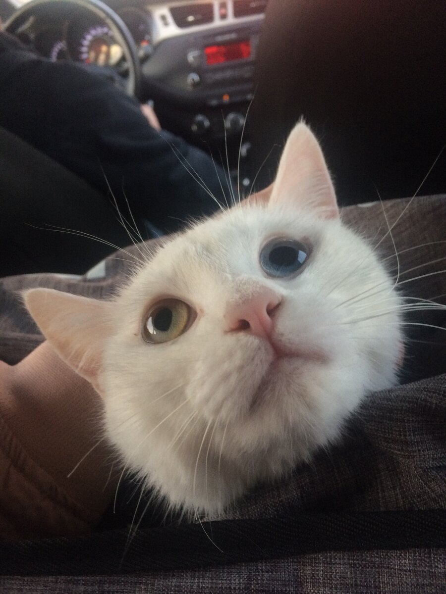 Едем едем в соседнее село, на дискотеку..)