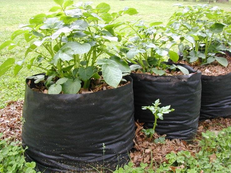 Выращивание картофеля в мешках: посадка и уход пошагово