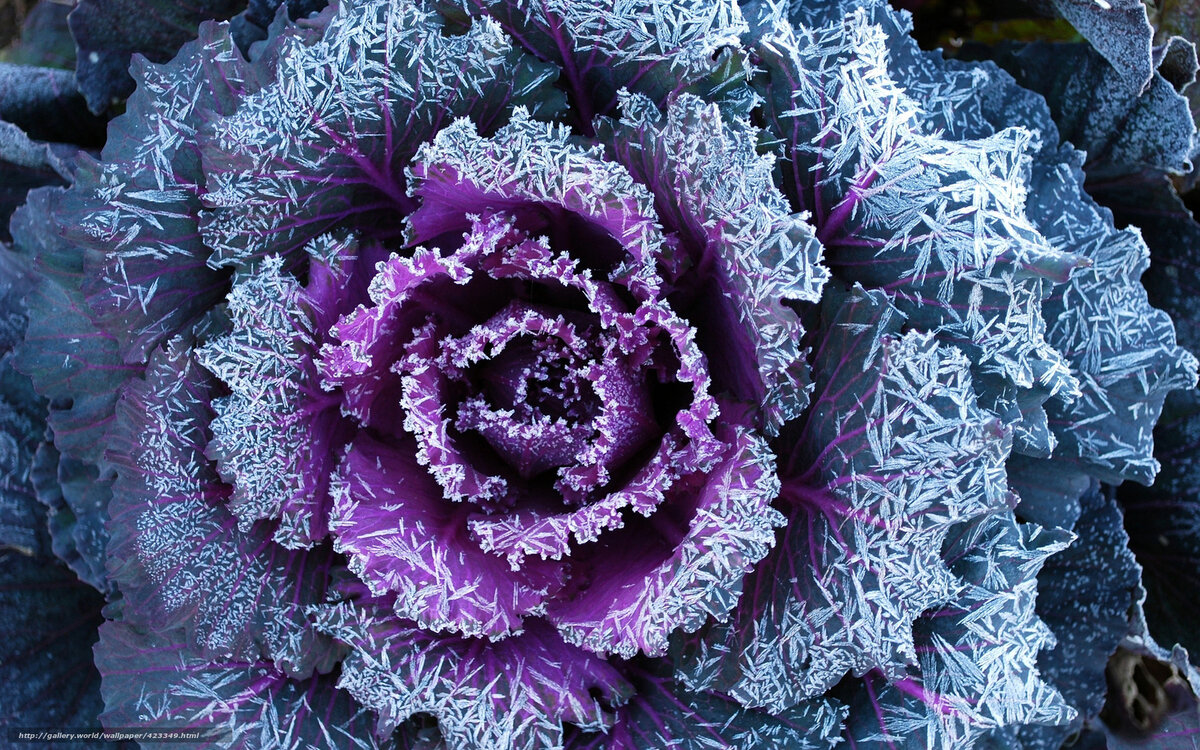 http://st-gdefon.gallery.world/wallpapers_original/423349_gallery.world.jpg?9b30f88865a6ee068aa988b568d8492f