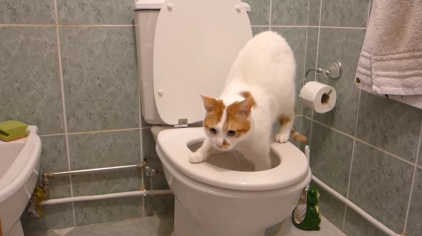Котик Лаффи.