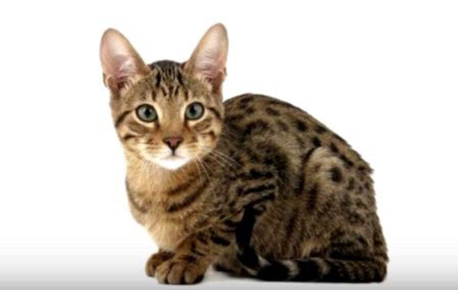 Кошка породы Серенгети