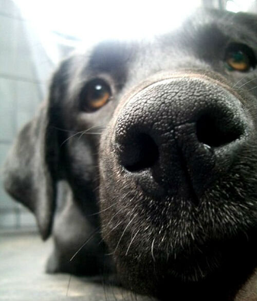 Как выглядит нос здоровой собаки: основные признаки и характеристики