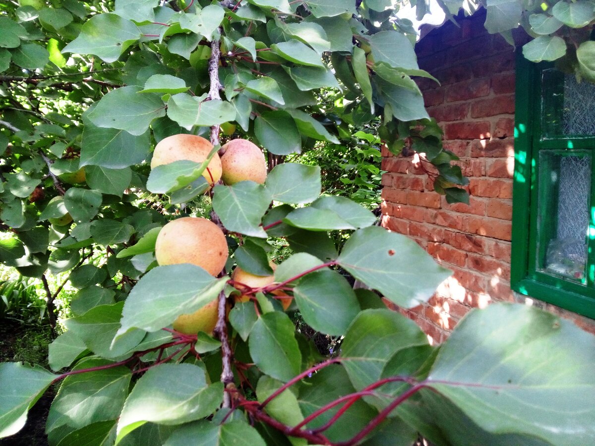 абрикосы в огороде тети Гали
