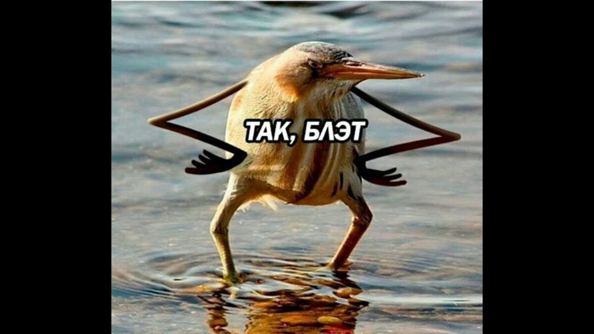 Вопрос на засыпку: почему некоторые птицы стоят на одной ноге? Птицы, Цапля, Фла