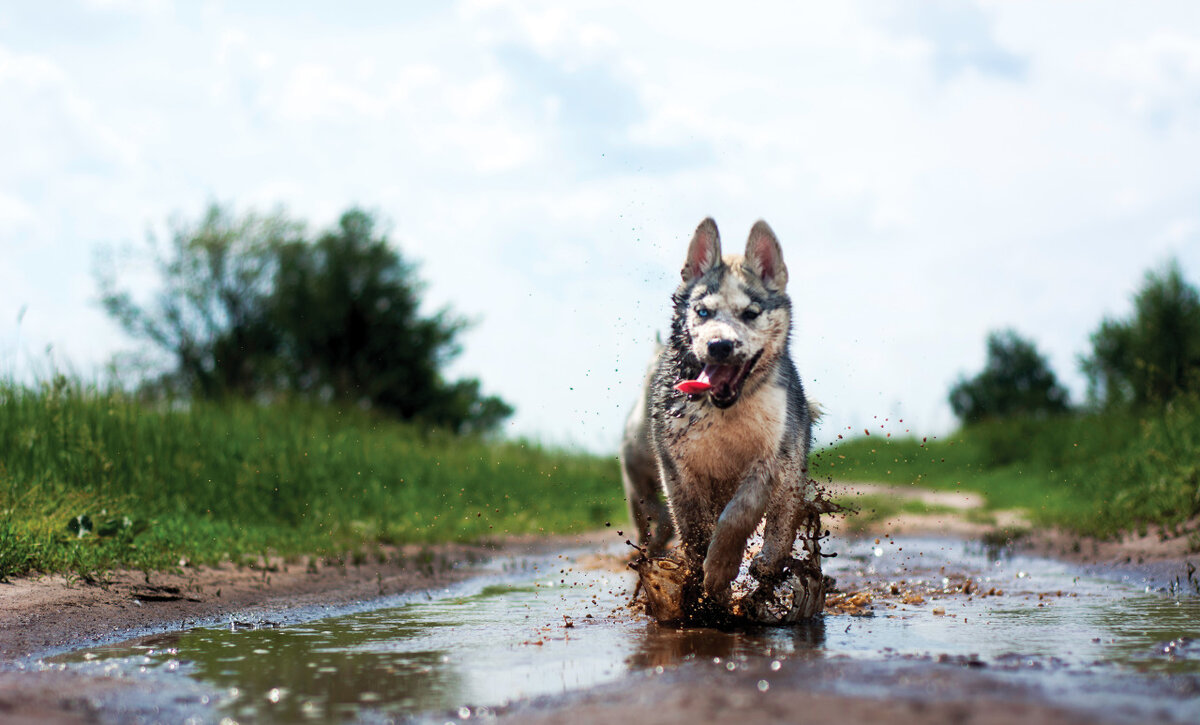 Грязные игры))) Наши хаски очень любят превращаться в свиней | In Dogs we  Trust | Дзен