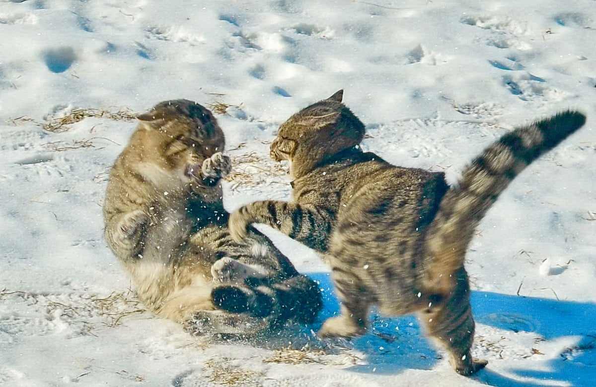 Кошки дерутся картинки