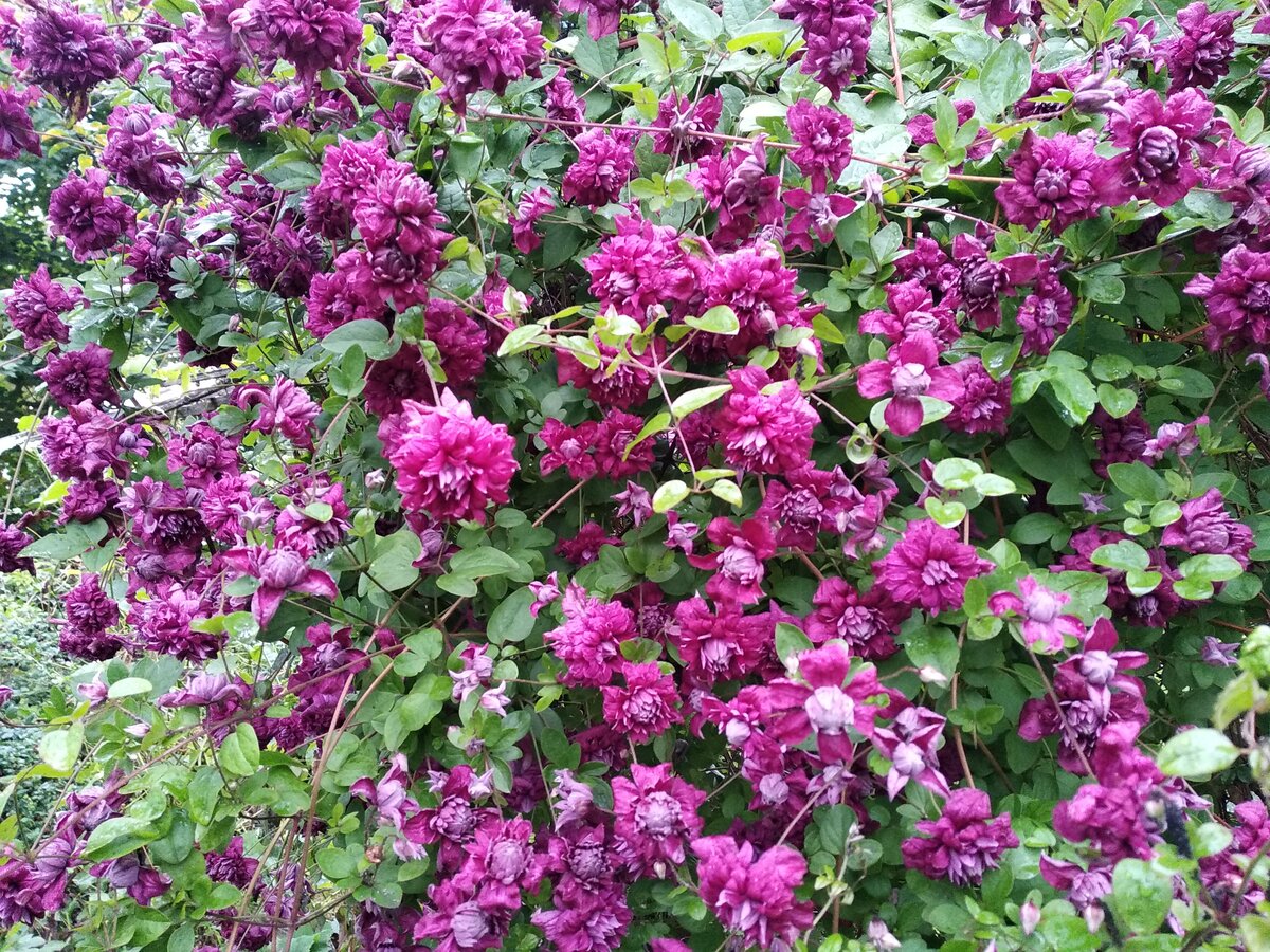 Обилие цветов поражает воображение