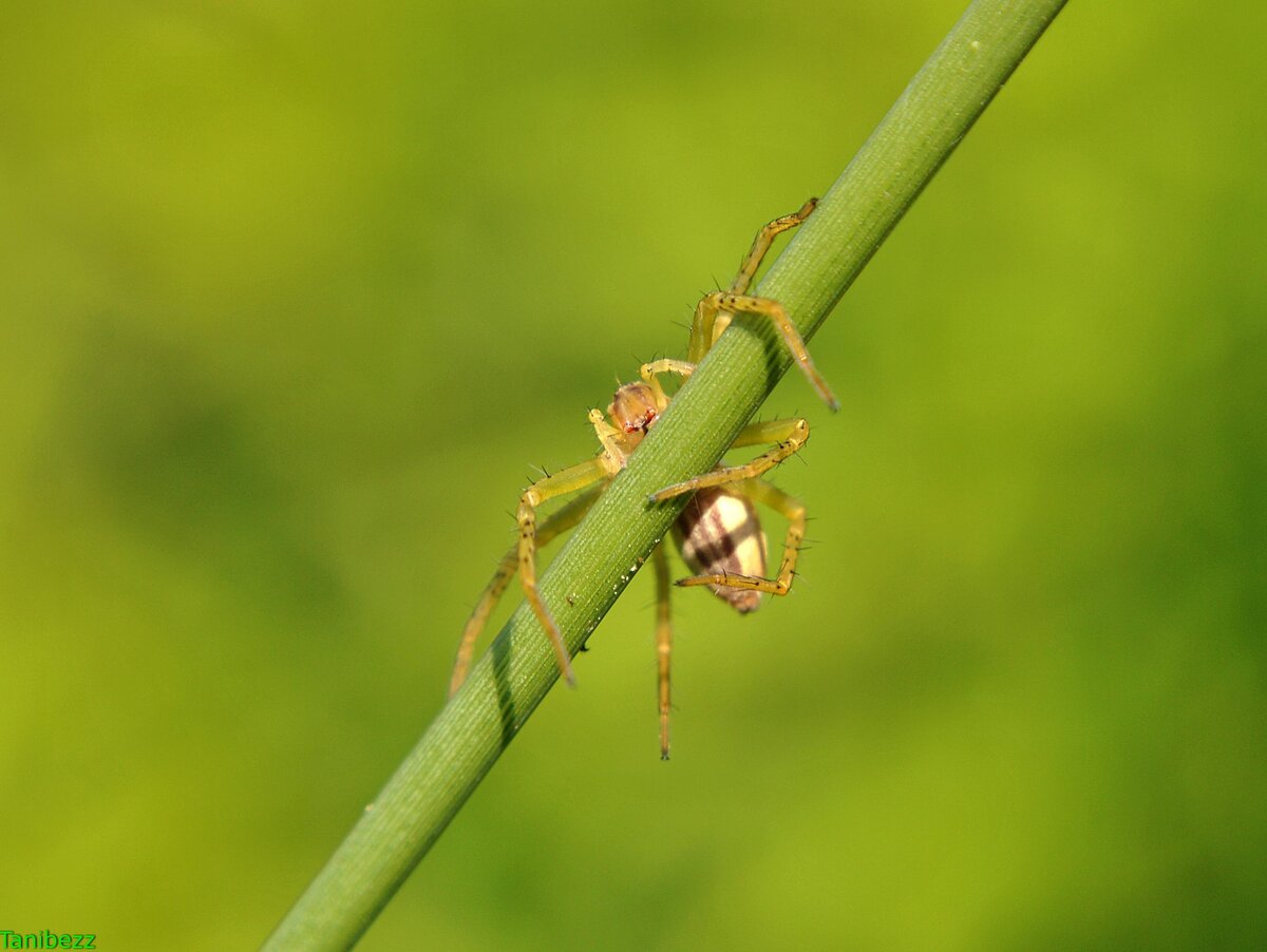 Охотник каёмчатый / Dolomedes fimbriatus