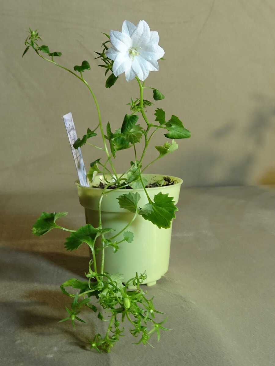 Комнатное растение Колокольчик (Campanula)