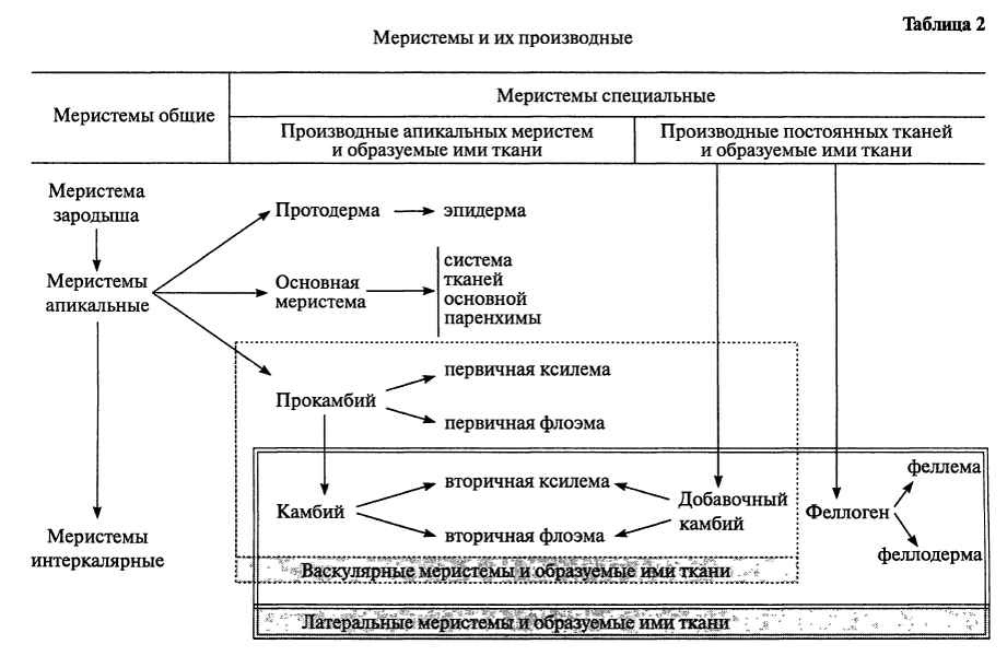 Эмергенцы функции. Классификация образовательных тканей. Теория туника и корпуса ш. Классификация образовательных тканей. Классификация меристем.