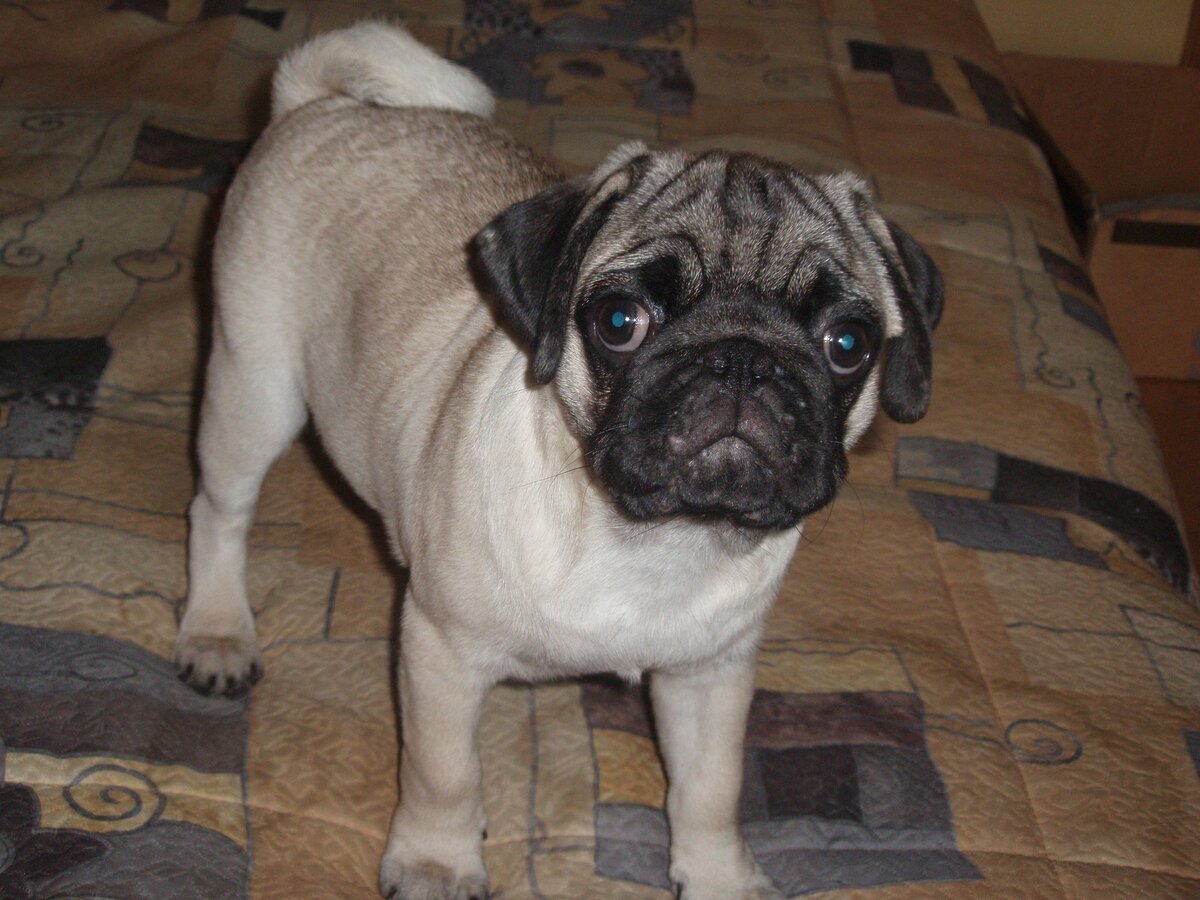 Лексу 4 месяца. Какой умный и внимательный взгляд!