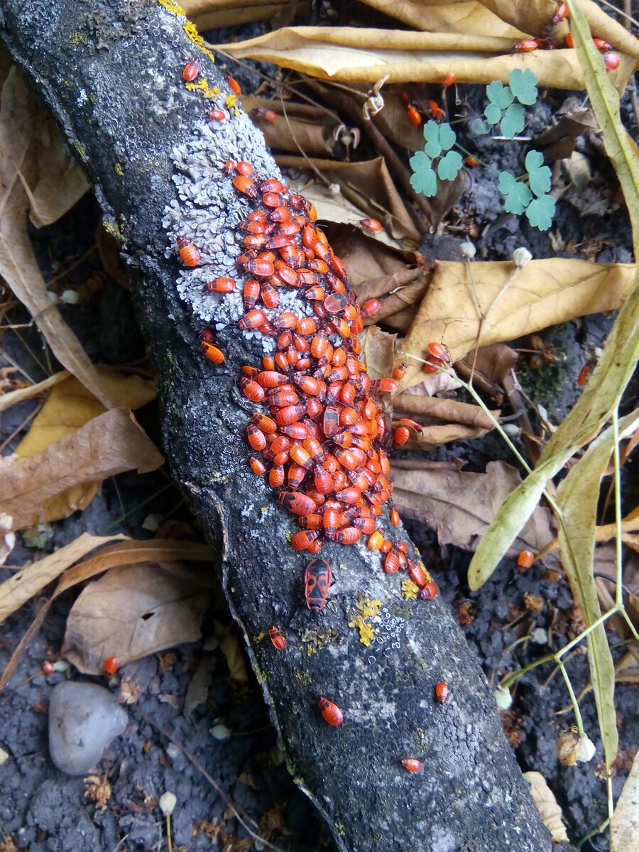 Ясли для жуков-солдатиков (взрослая воспитательница и детки)