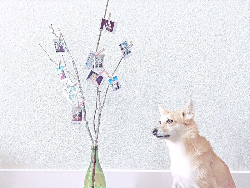 Бутылка / ваза с веточками и листиками-фотографиями.