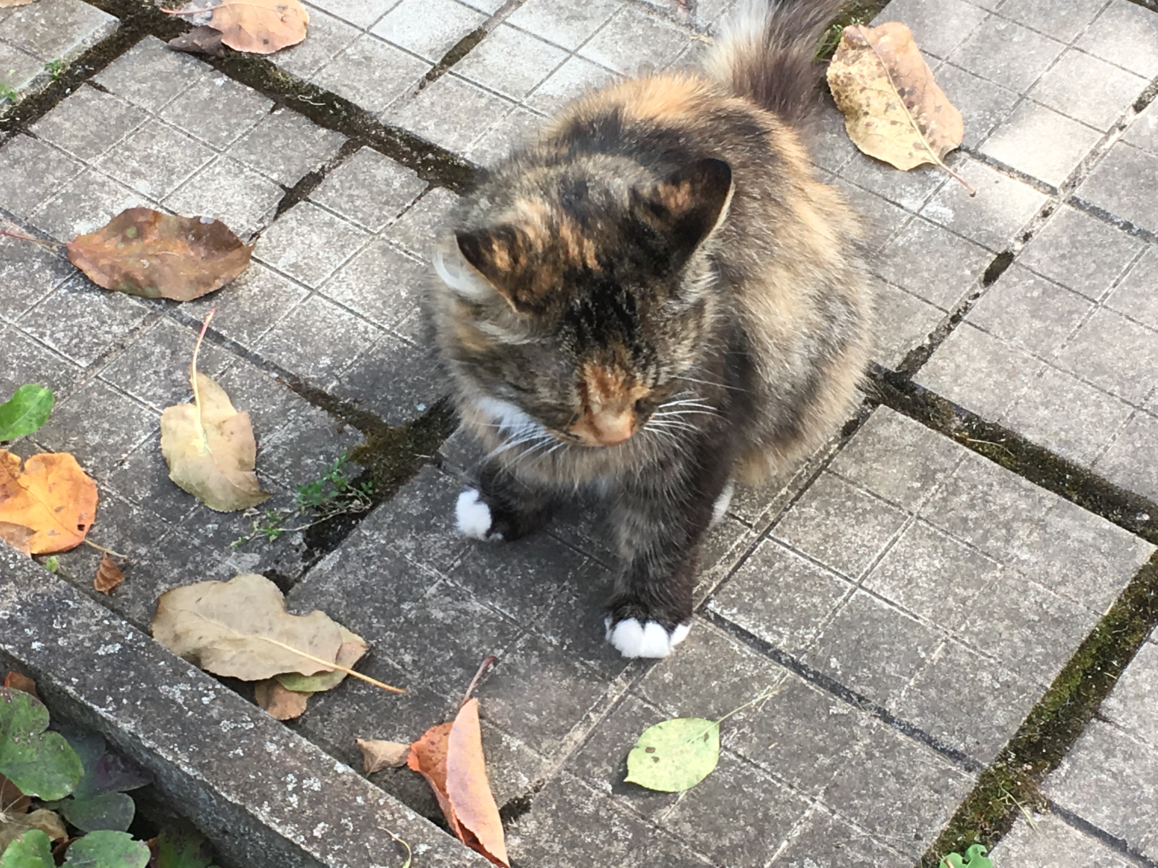 Лиза :" Родила царица в ночь... Не то сына, не то дочь..."