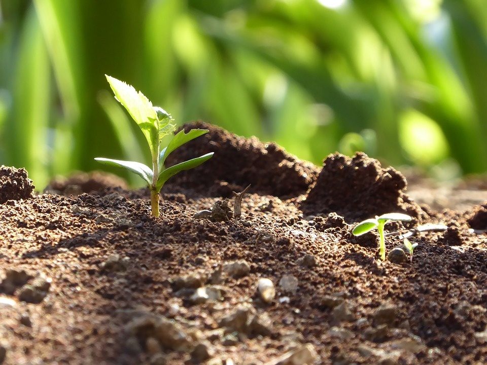 Мужику без полива никак нельзя