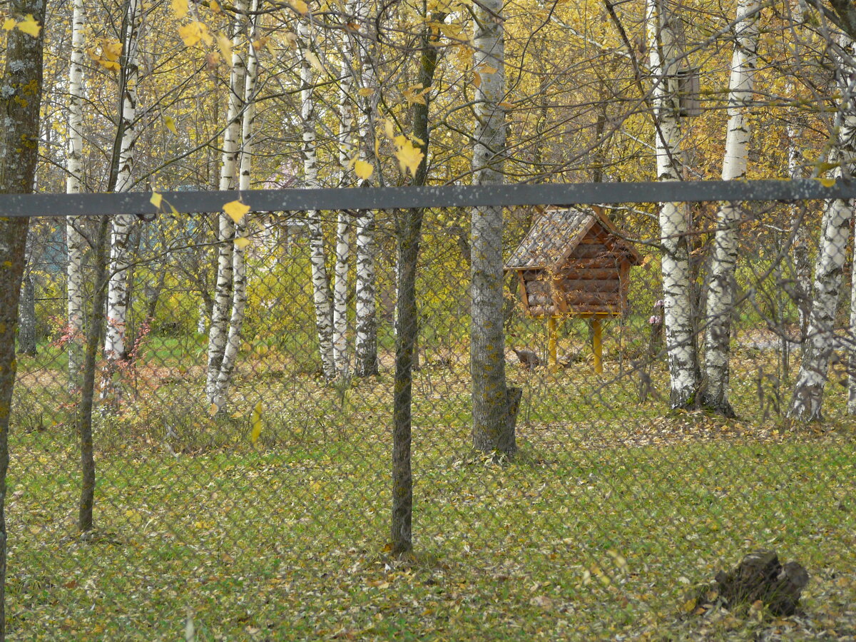 В Череповецком районе еще можно встретить домик Бабы-Яги.