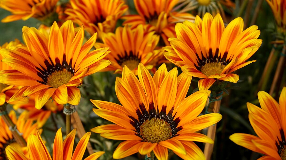 https://pixabay.com/ru