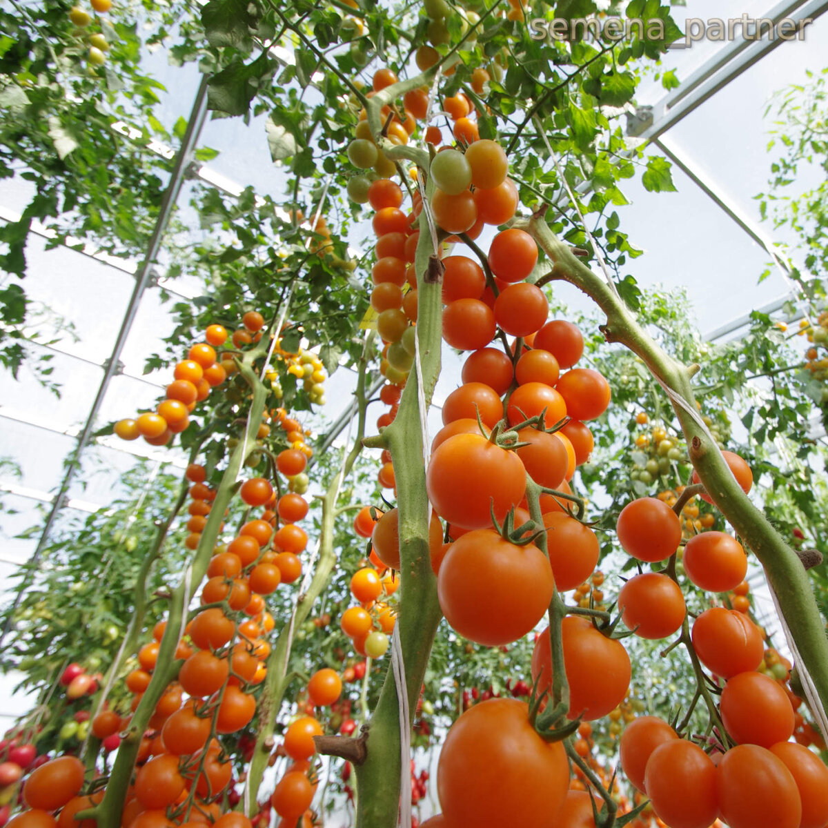 Самые урожайные томаты подмосковья. Томат черри Златояр f1. Партнер томат черри Златояр f1. Индетерминантные томаты черри. Томат черри Урожайный.