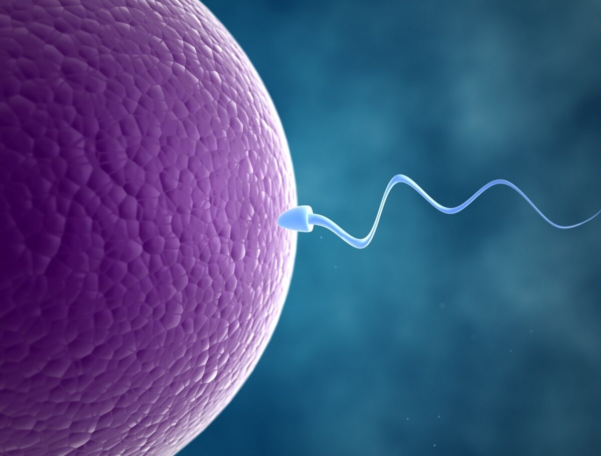 Как улучшить спермограмму - институт репродуктивной медицины REMEDI