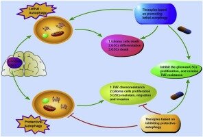 https://www.sciencedirect.com/science/article/pii/S0753332219335012