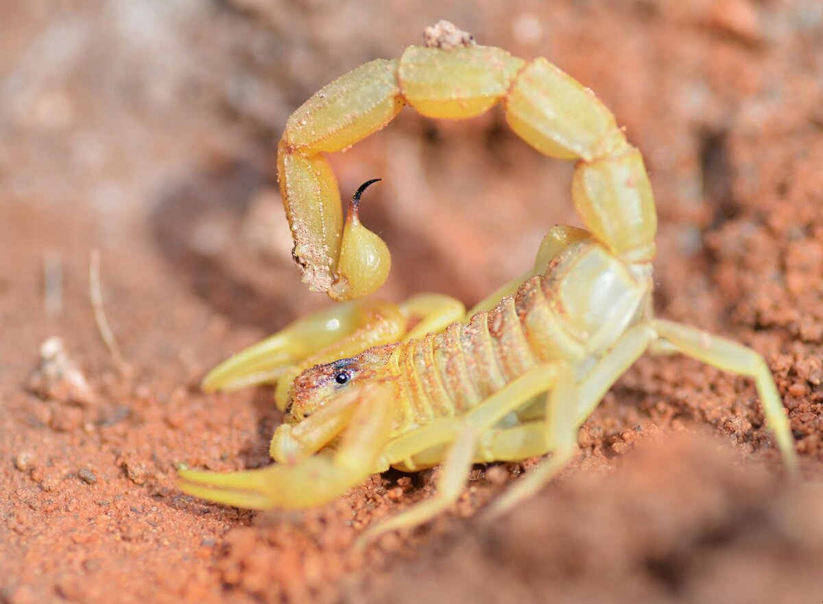 Желтый скорпион