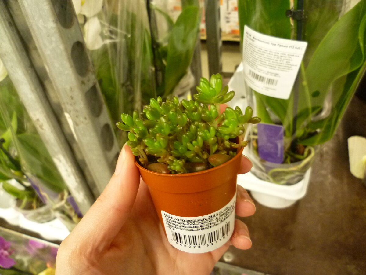 суккуленты.