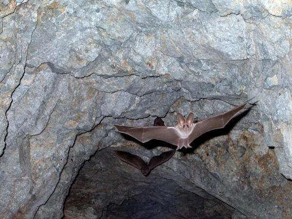 https://www.stockvault.net/photo/209941/leaf-nosed-bats