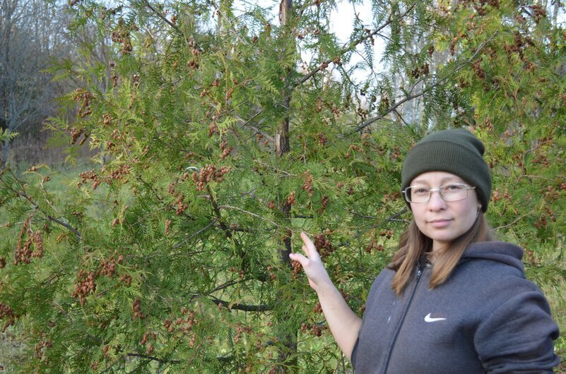 Взрослое дерево туи. 