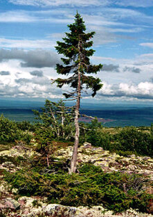 Старый Тикко, 9550 лет