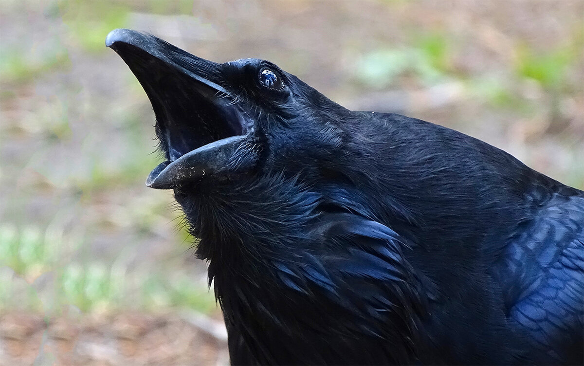 Умный ворон. Ворона кар. Грачи умные птицы. Грач птица зимующая птиц?. Грачи умные птицы.