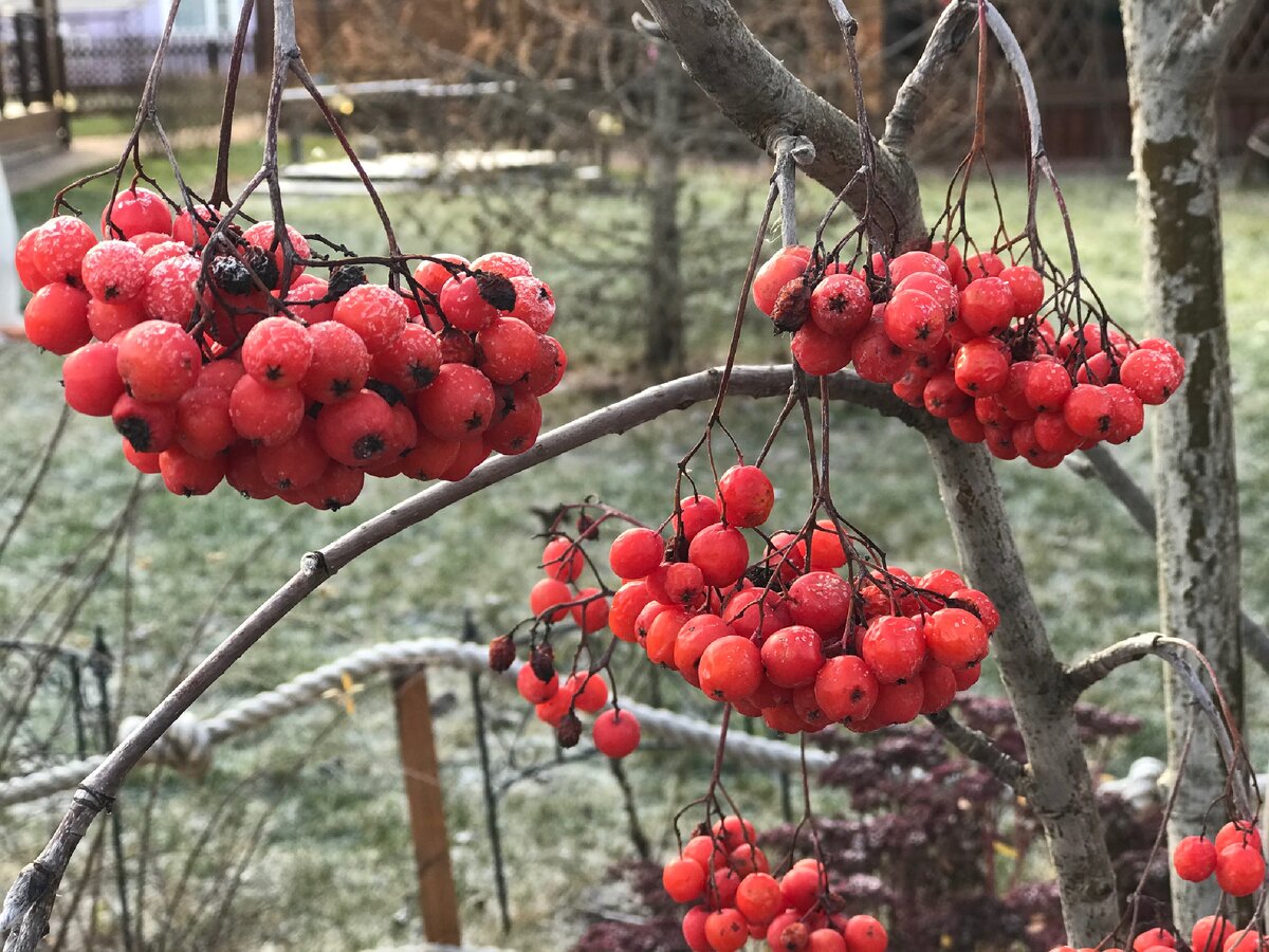 Рябина уже замёрзла 