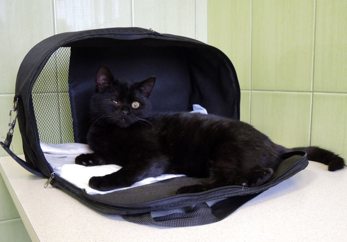 Кутузов на приеме в ветеринарной клинике.