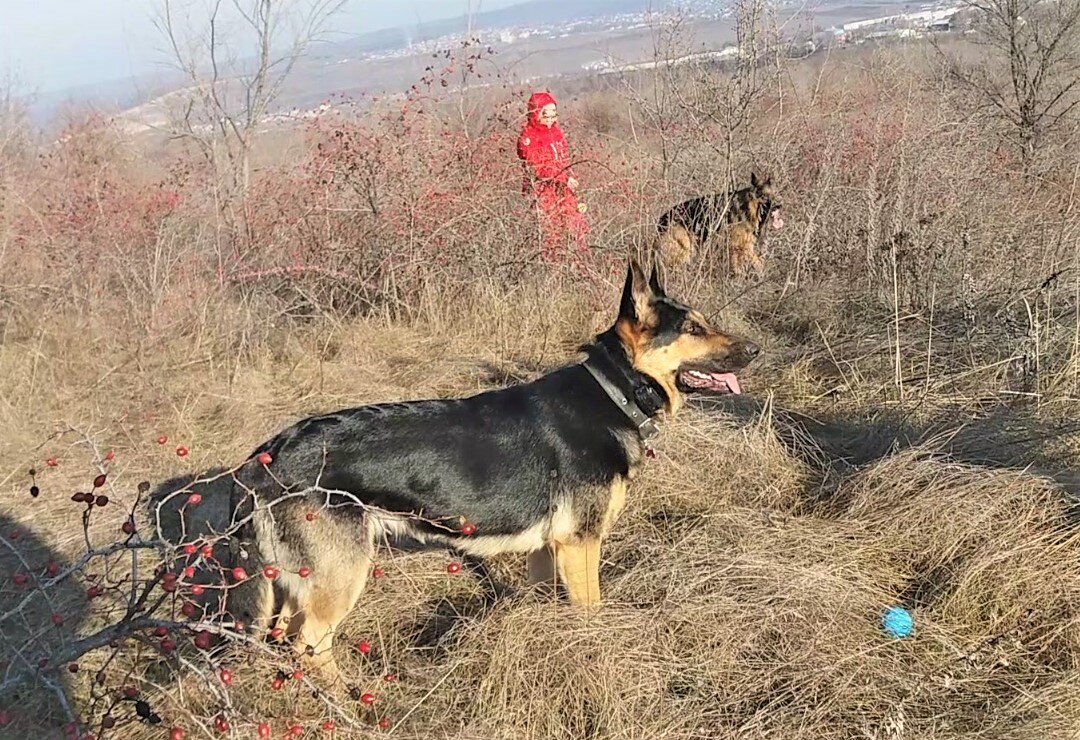 Кейси с мячом на поле
