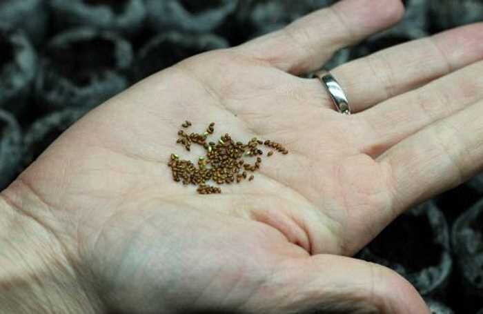 Благоприятное время для посева семенного материала на рассаду — первые числа февраля. Полученная из семян рассада ко времени высадки на клумбу уже успеет хорошо подрасти и окрепнуть.