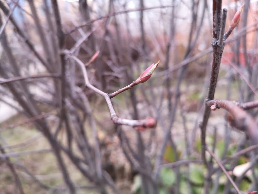 Детдомовские дети не всегда превращаются из гадких утят в прекрасных лебедей