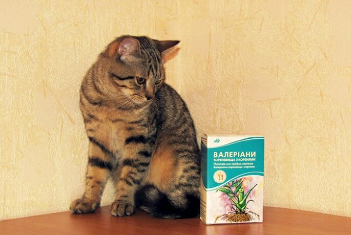 Фото из интернета