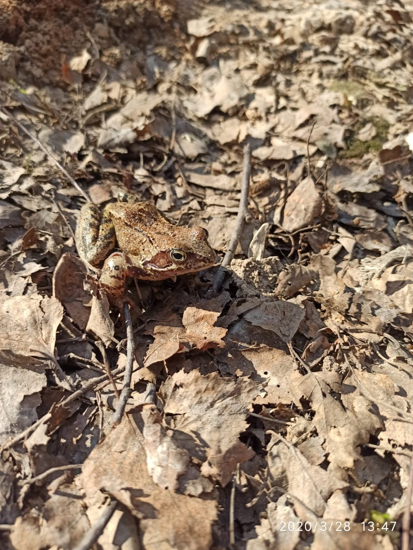 Прискакала в коробчонке: В Москве проснулись травяные лягушки 🐸🐸🐸 |  Природа Москвы | Дзен