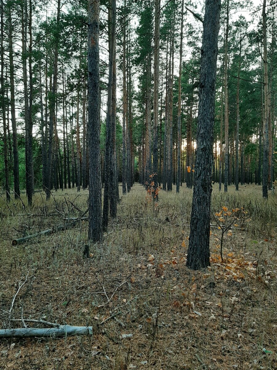 В лесу всегда красиво 