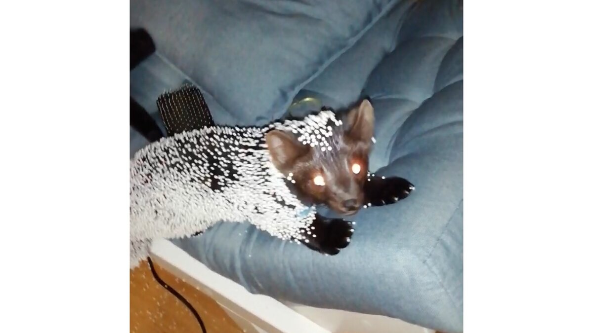 Бадди хулиганит