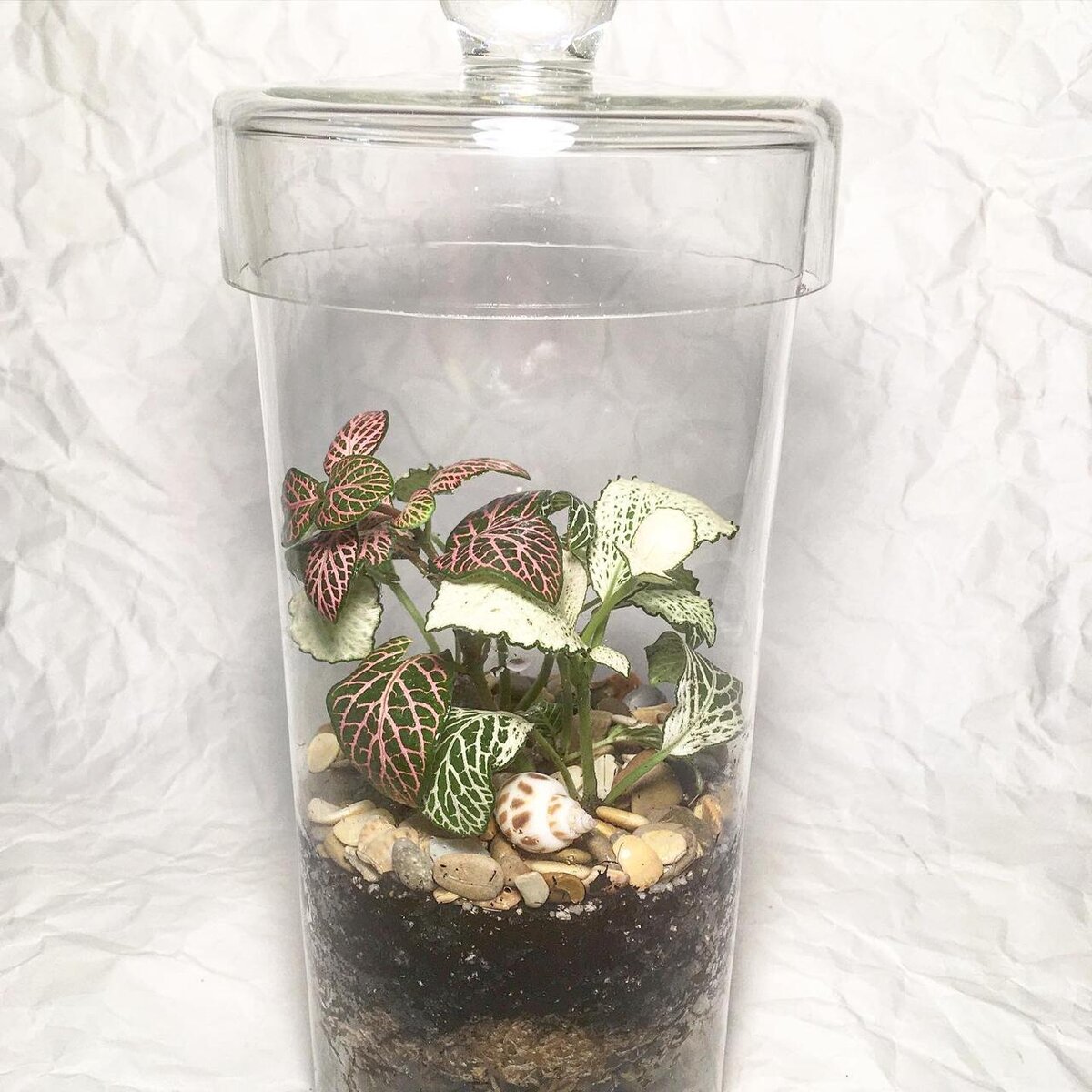 Флорариум в закрытой форме