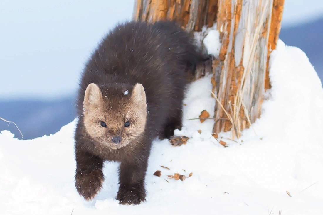 Дикий соболь