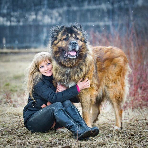 Кавказская овчарка альбинос. Кавказская овчарка с хозяином. Кавказская овчарка кусается. Три щенка на поводке овчарка,кавказская овчарка,доберман. Борис зубовский кавказская овчарка.