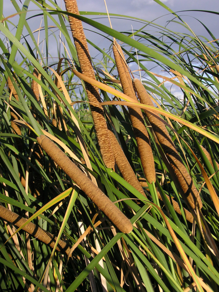 3d Cyperus Papyrus Plant Set Model