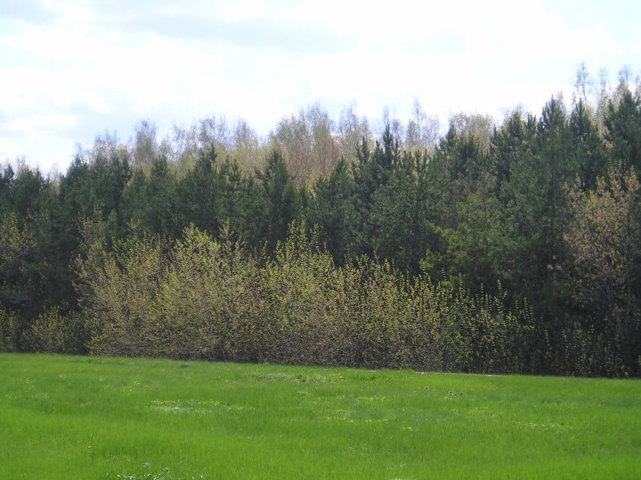 © All rights reserved. --- Весенний лес просыпается к жизни.