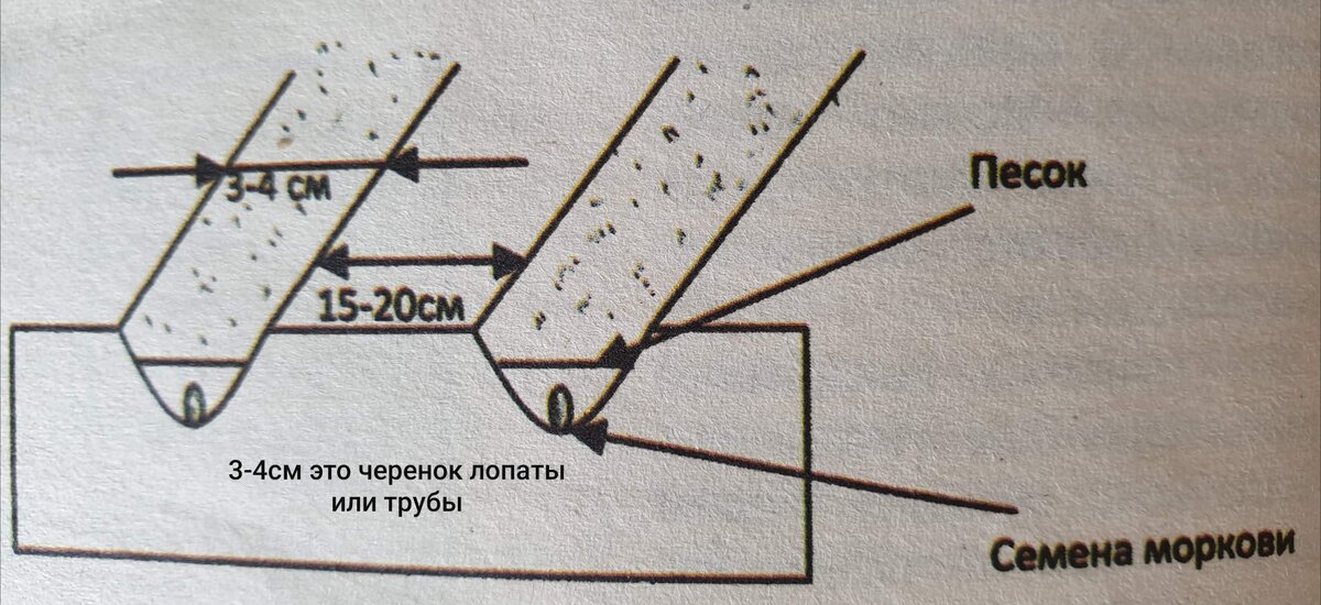 Схема посадки гороха сельхозтруд