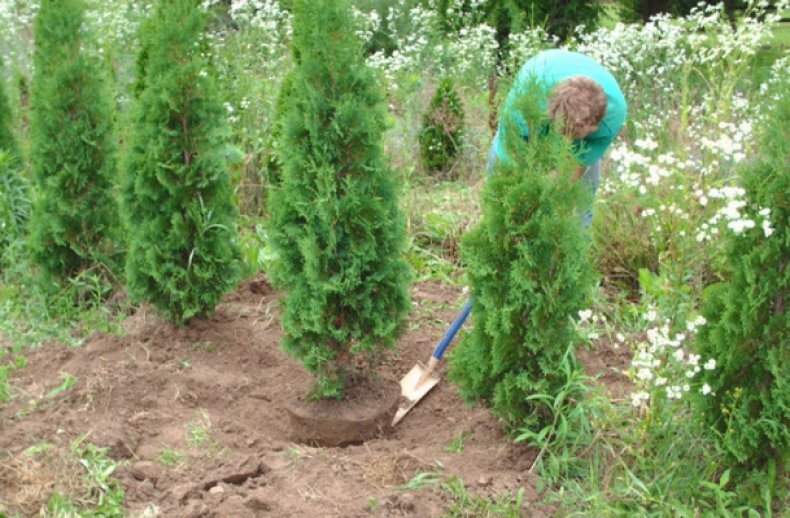 Пересадка туи на другое место