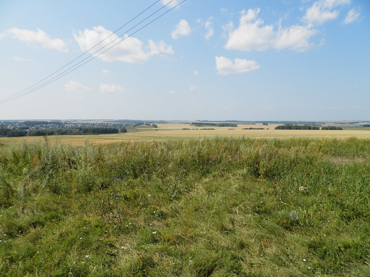 Поля за Барнаулом