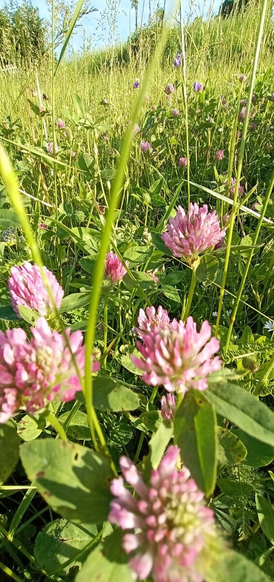 Цветёт клевер