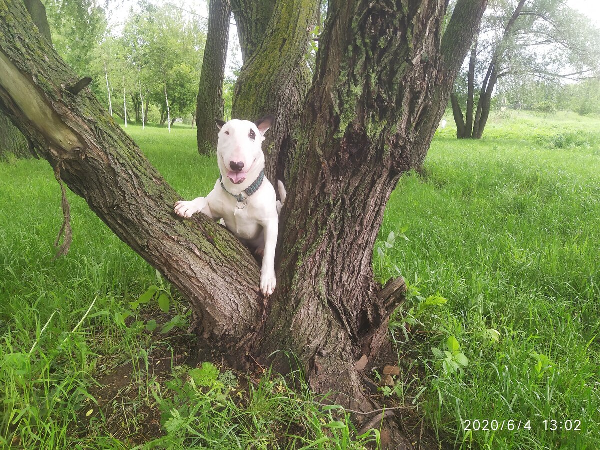 Чу отдыхает в теньке